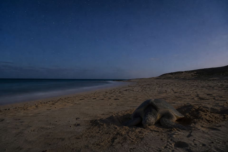 Praia da Ilha do Sal associada à observação de tartarugas